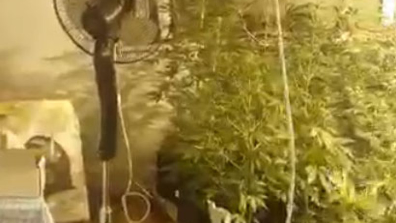 Evin içine sera kurup uyuşturucu imalathanesi kurmuşlar