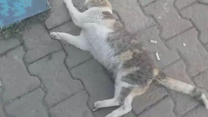 Sürücünün çarptığı kediye belediye ekipleri sahip çıktı (VİDEOLU HABER)