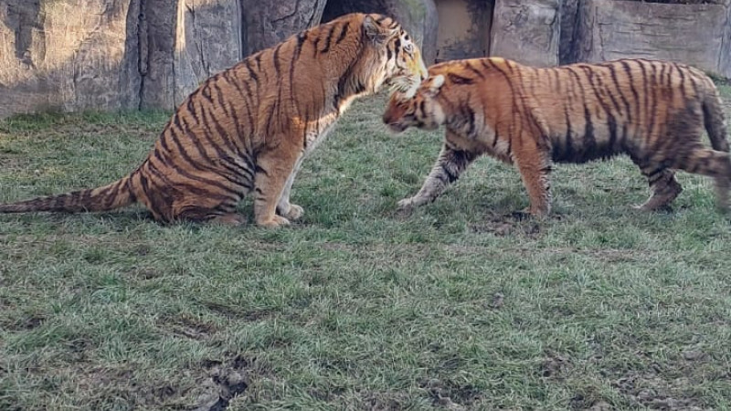 Bakü Zooloji Parkı’ndan İstanbul Aslan Park’a